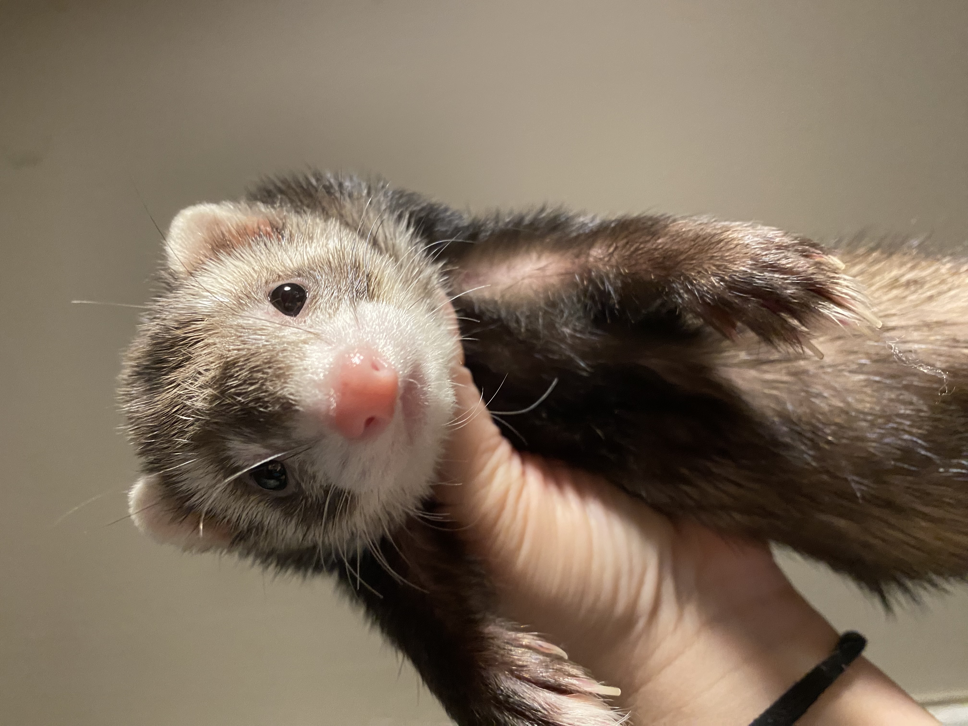 Enlarge Waffles, an adopted Ferret in Columbus, OH image 2/2