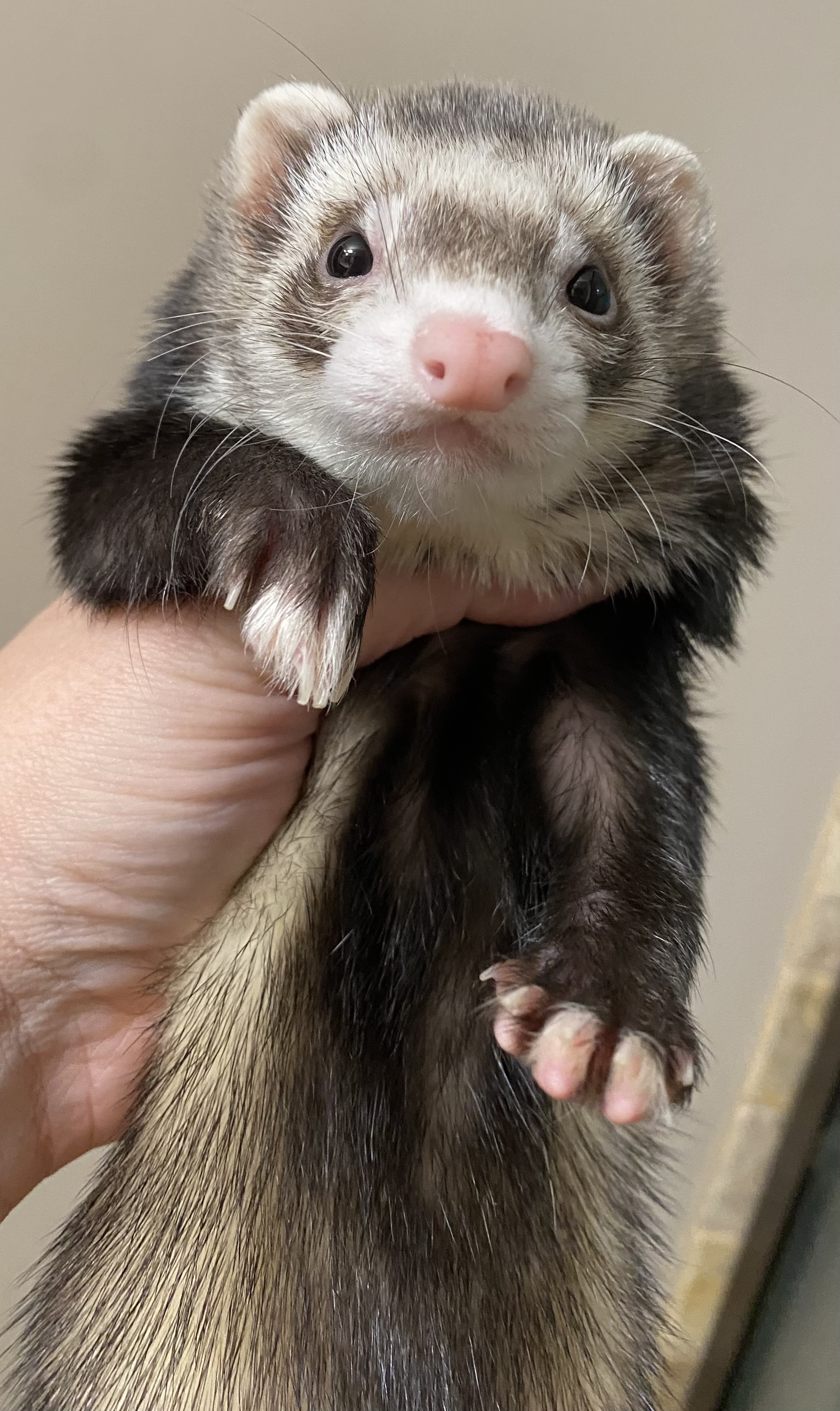 Waffles, adopted, Adult Female Ferret.
