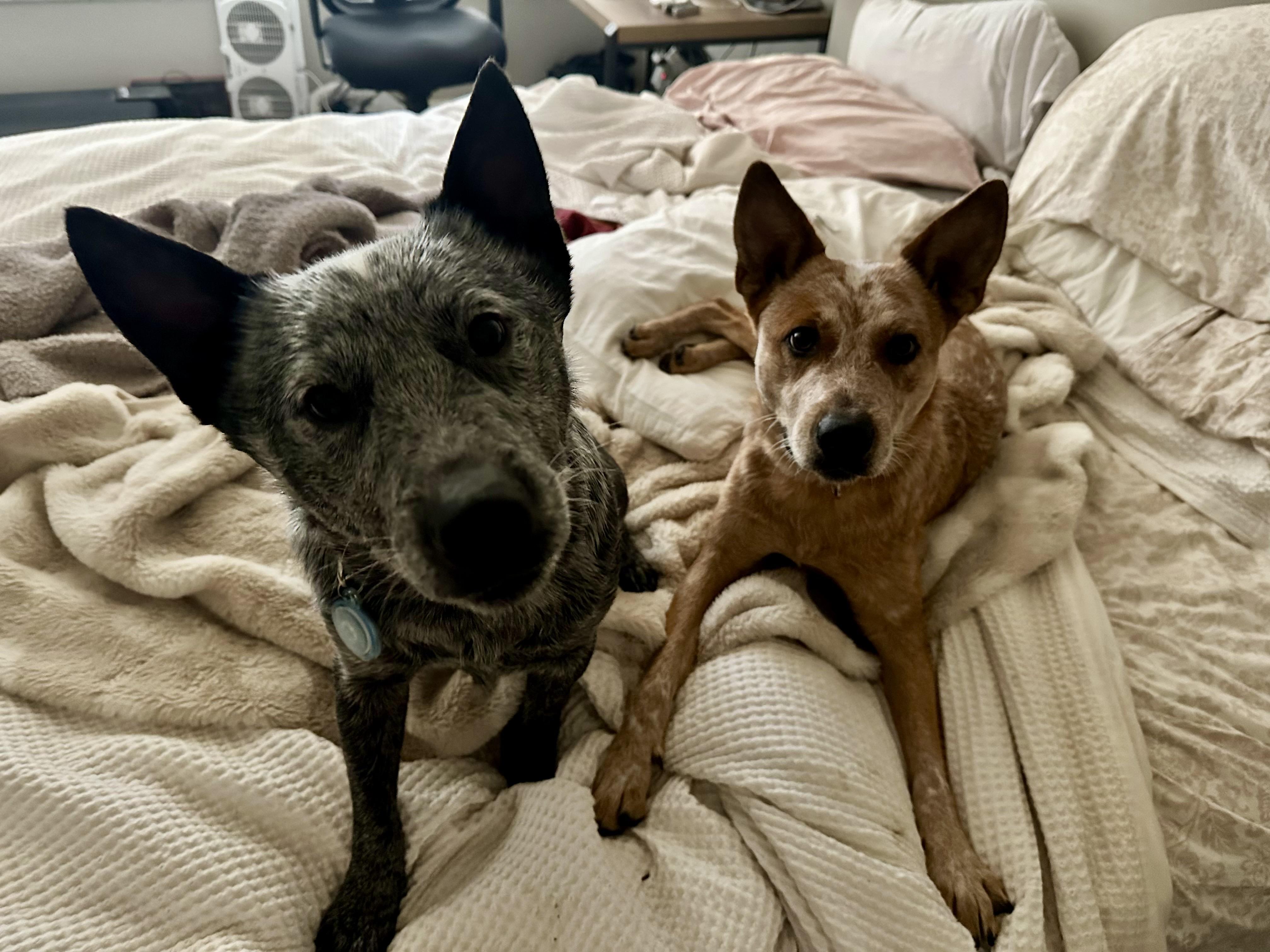 Enlarge Merle, an adopted Australian Cattle Dog / Blue Heeler in Austin , TX image 3/5