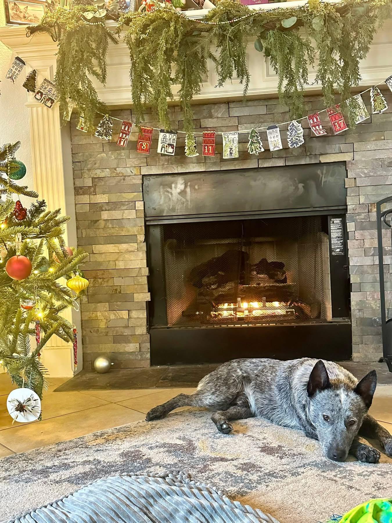 Enlarge Merle, an adopted Australian Cattle Dog / Blue Heeler in Austin , TX image 4/5