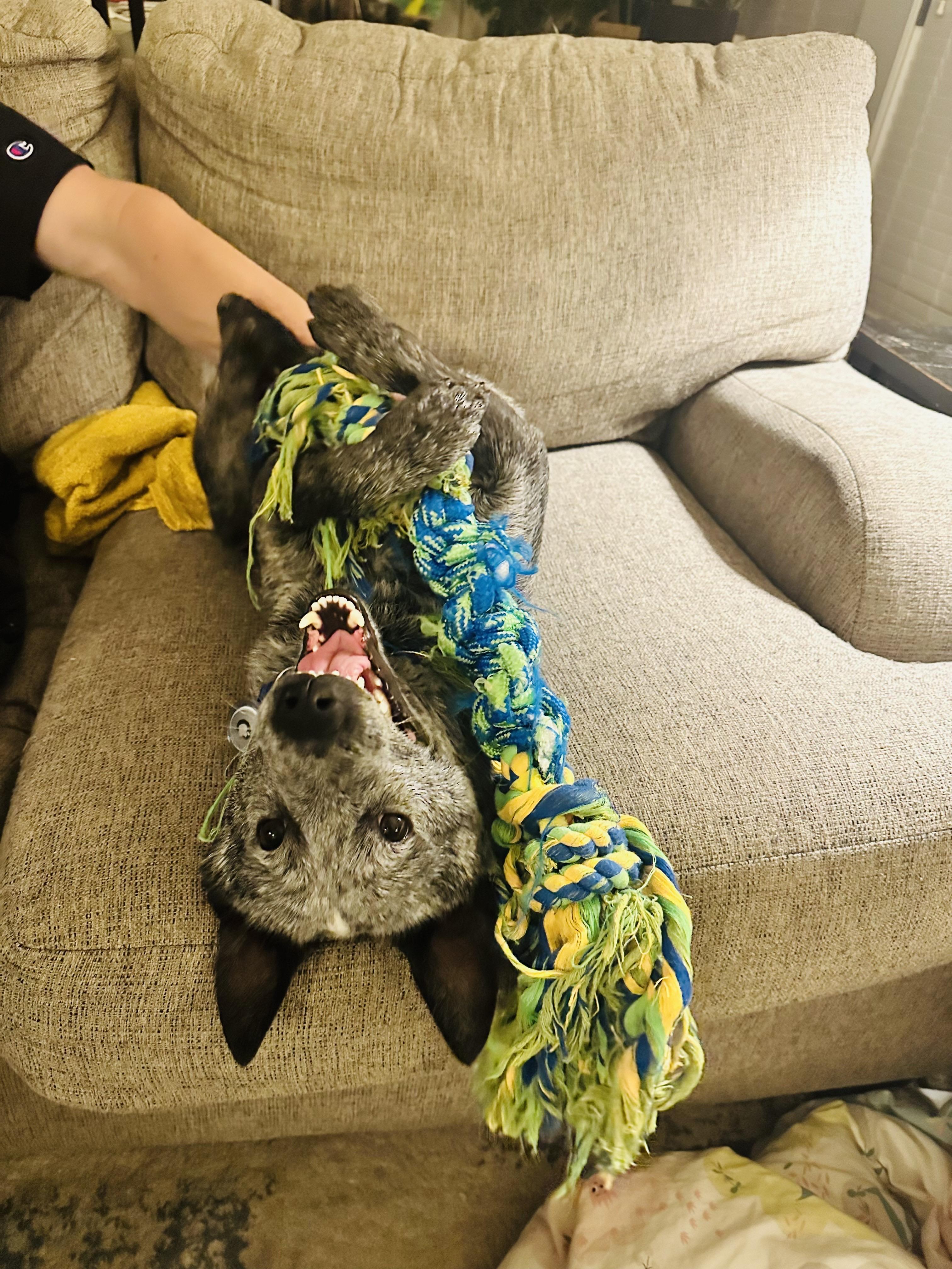 Merle, adopted, Young Male Australian Cattle Dog / Blue Heeler.