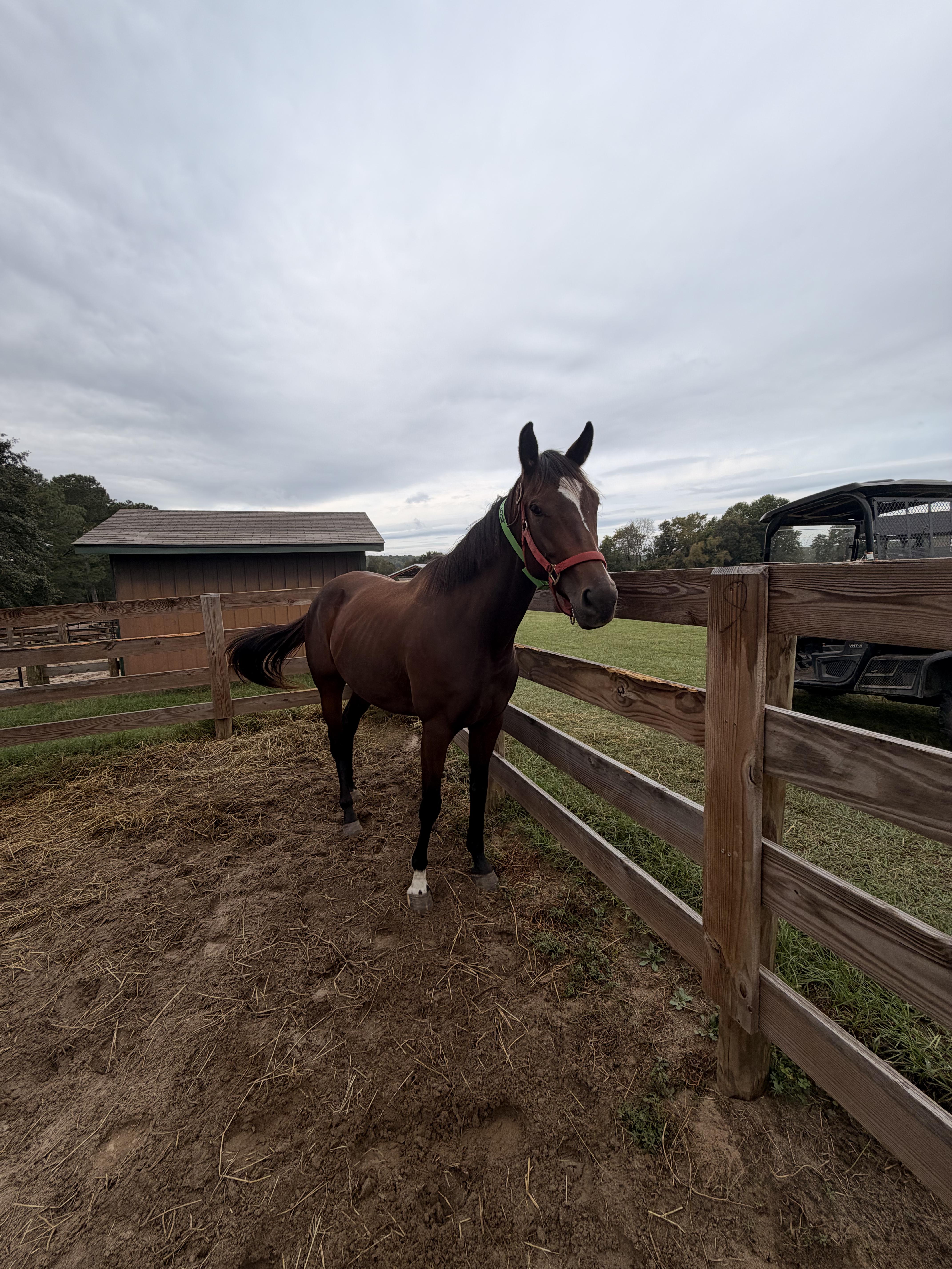 Enlarge Star of Mischief, a Adoptable Thoroughbred in Aiken, SC image 1/1