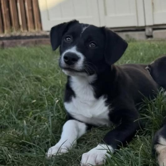 Enlarge Biscuit, a Adoptable mixed breed in Omaha, NE image 2/6