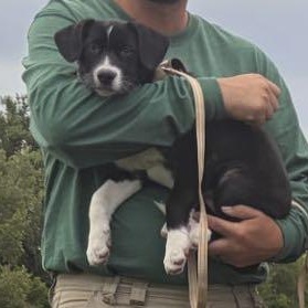 Enlarge Biscuit, a Adoptable mixed breed in Omaha, NE image 6/6