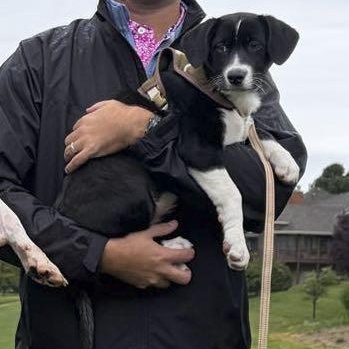 Enlarge Biscuit, a Adoptable mixed breed in Omaha, NE image 5/6