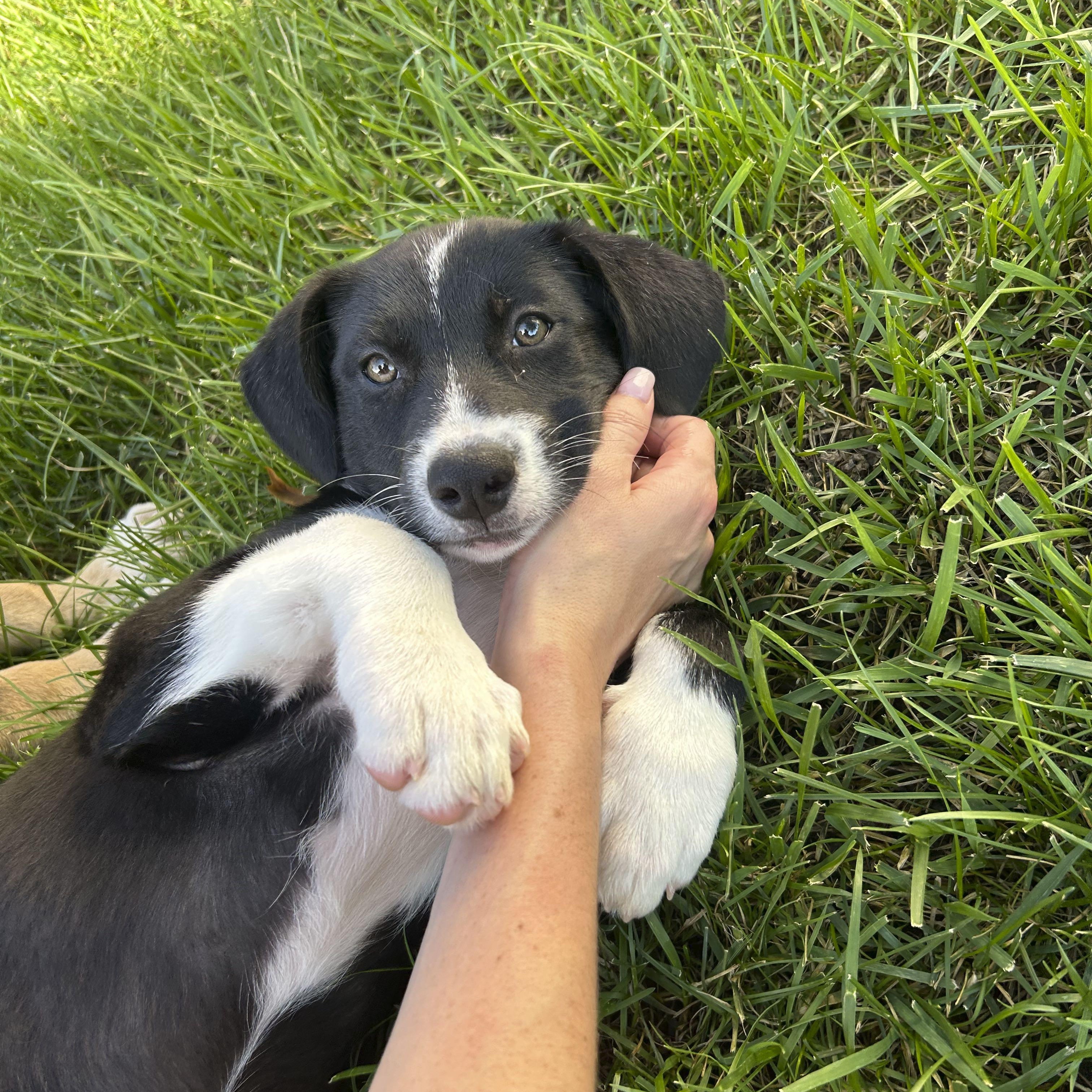Enlarge Biscuit, a Adoptable mixed breed in Omaha, NE image 3/6