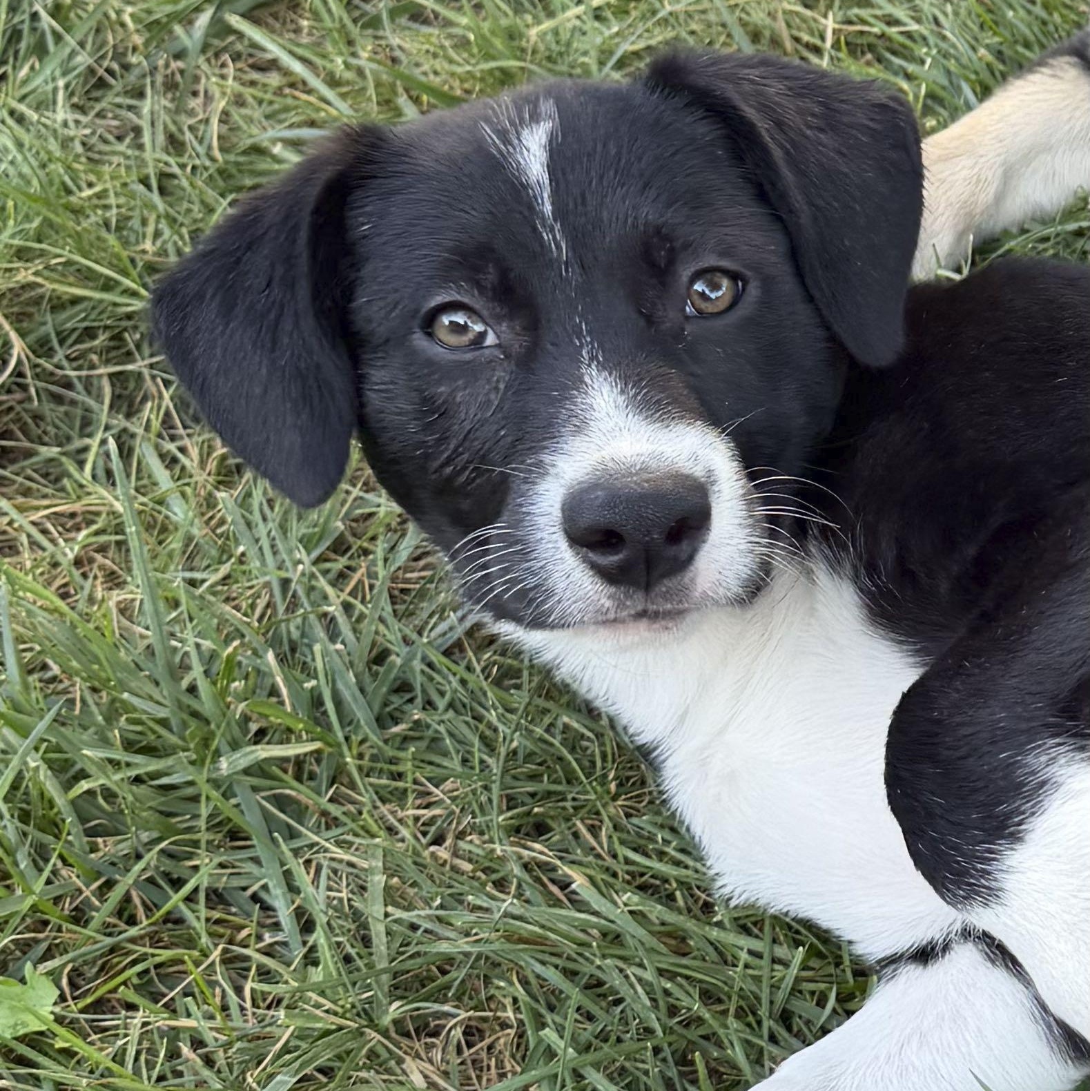 Enlarge Biscuit, a Adoptable mixed breed in Omaha, NE image 1/6