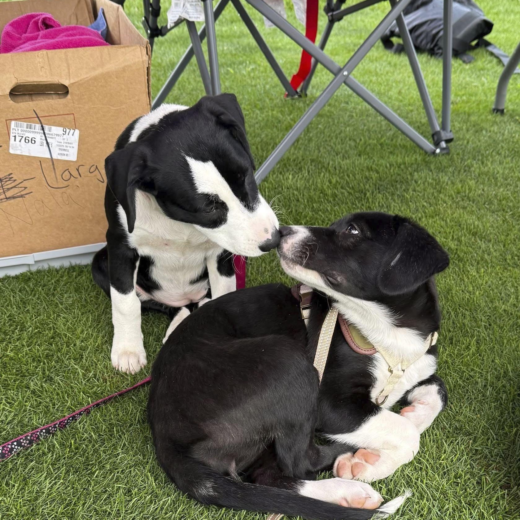 Enlarge Biscuit, a Adoptable mixed breed in Omaha, NE image 4/6