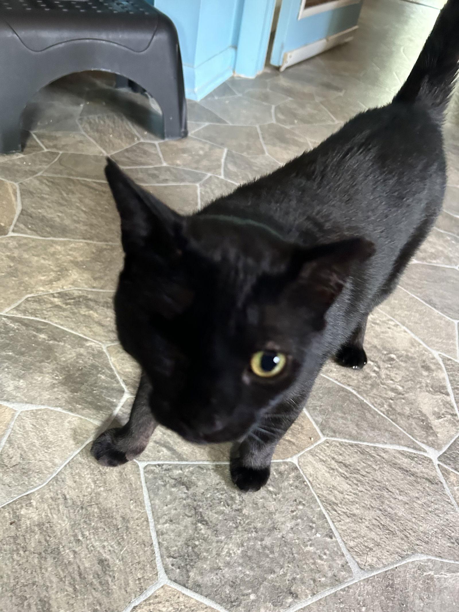 Enlarge Ian, a Adoptable Domestic Short Hair in Tampa, FL image 1/2