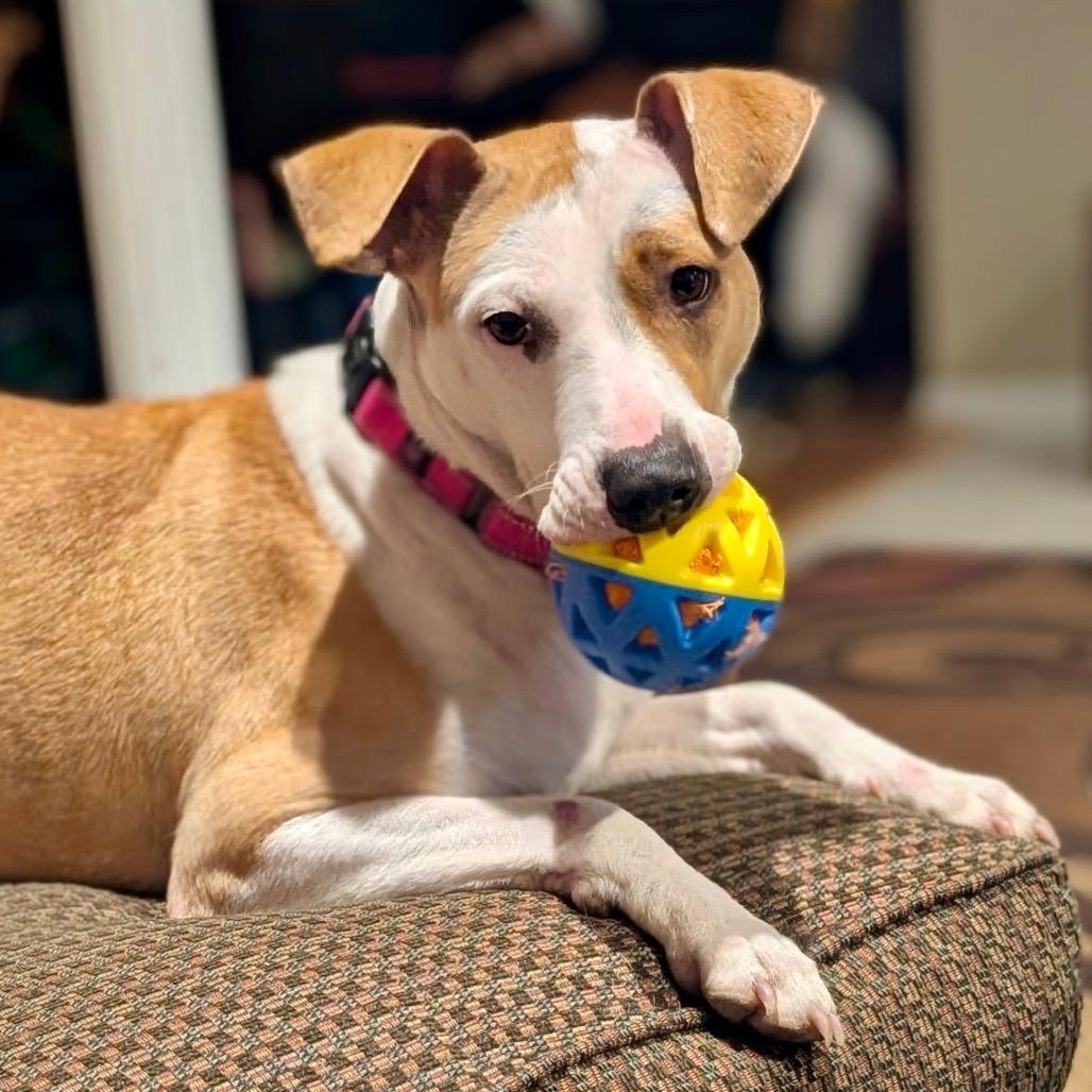 Enlarge Prissy, a Adoptable Mixed Breed in Metamora, MI image 1/6