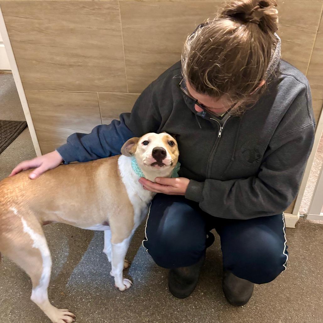 Prissy, Adoptable, Young Female Terrier & Mixed Breed.