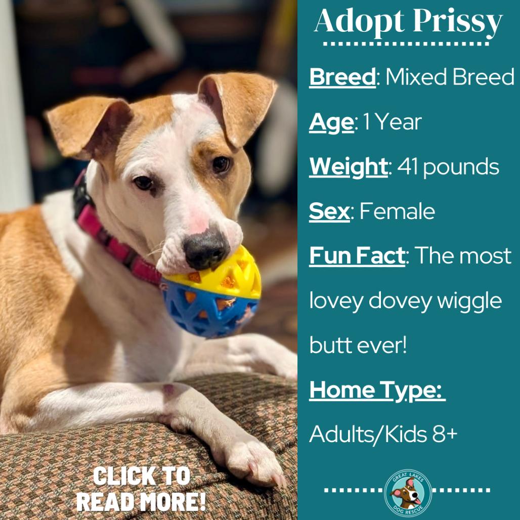 Enlarge Prissy, a Adoptable Mixed Breed in Metamora, MI image 2/6
