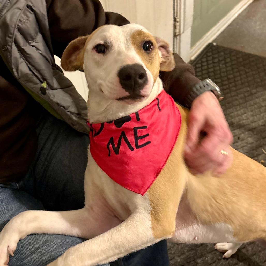 Enlarge Prissy, a Adoptable mixed breed in Metamora, MI image 3/6