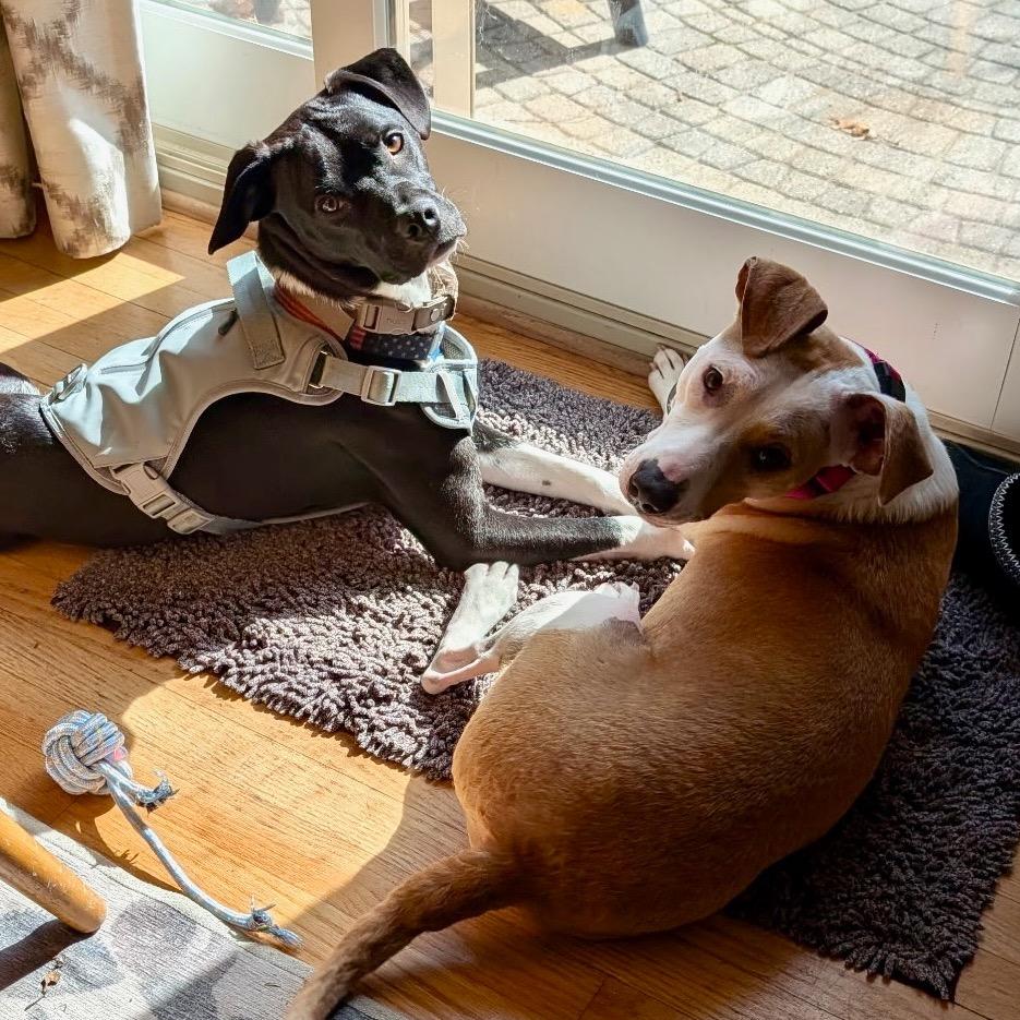 Enlarge Prissy, a Adoptable Mixed Breed in Metamora, MI image 4/6