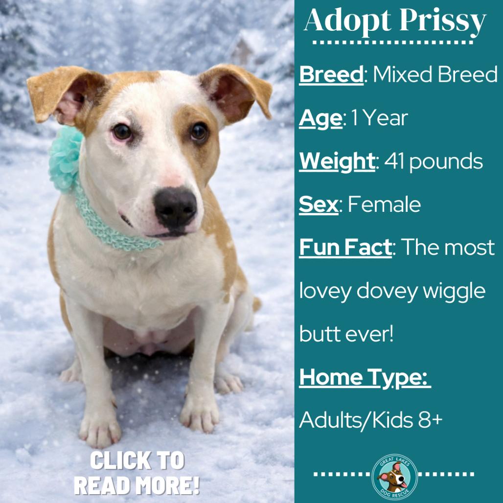 Enlarge Prissy, a Adoptable mixed breed in Metamora, MI image 5/6
