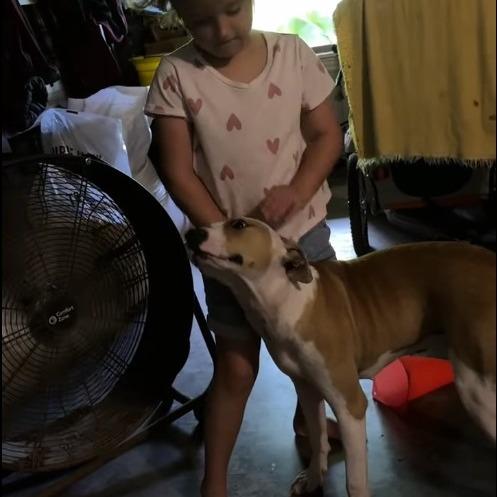 Enlarge Prissy, a Adoptable mixed breed in Metamora, MI image 6/6