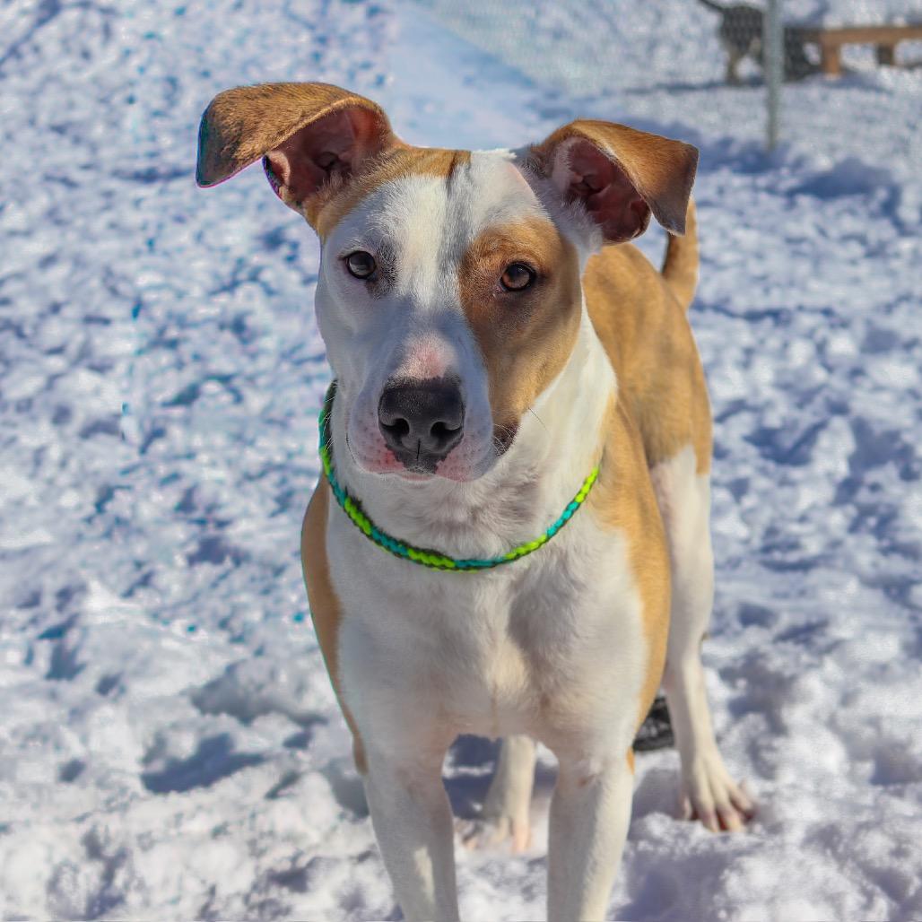 Enlarge Prissy, a Adoptable Mixed Breed in Metamora, MI image 5/6