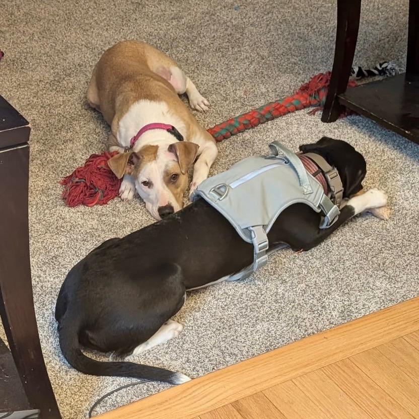 Enlarge Prissy, a Adoptable Mixed Breed in Metamora, MI image 6/6