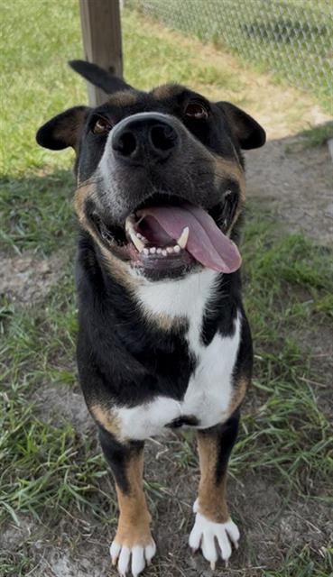 FRIDA, Adoptable, Adult Female Australian Kelpie & Mixed Breed.