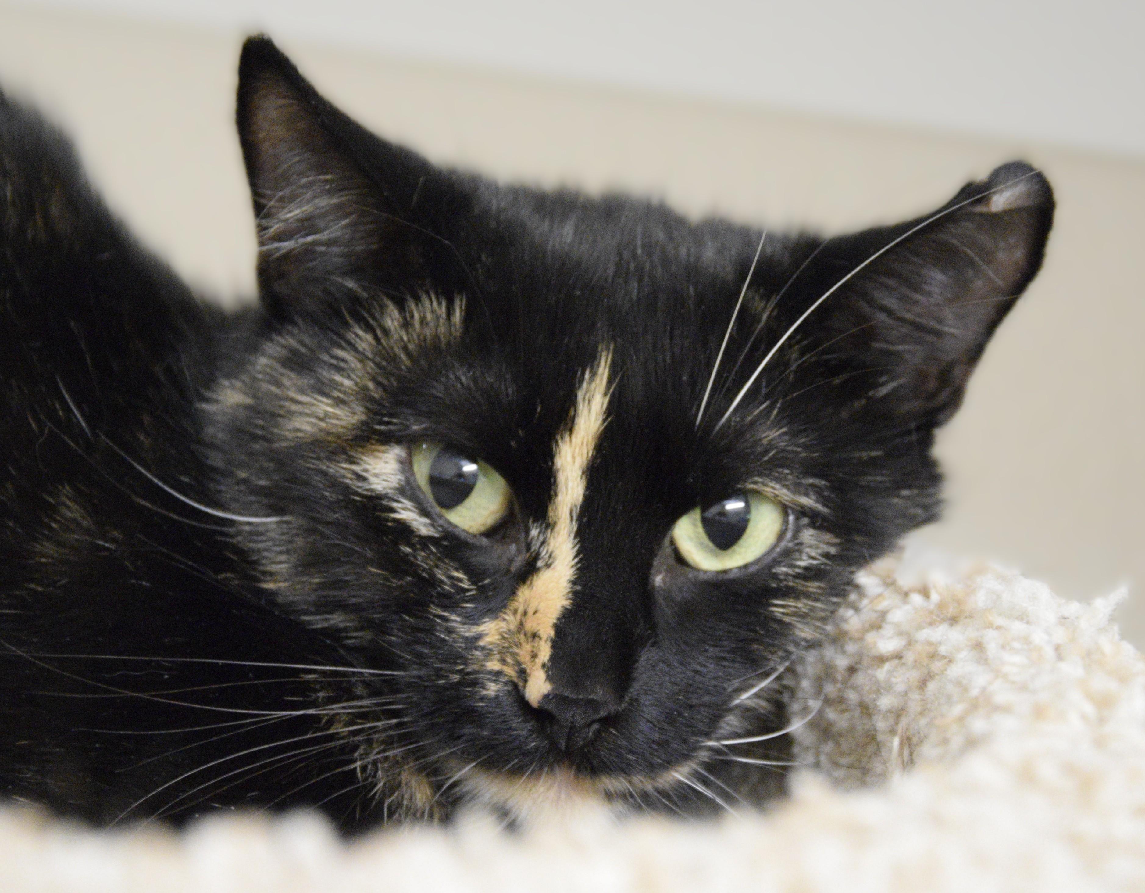 Mayflower, an adoptable Domestic Short Hair in Boise, ID, 83709 | Photo Image 1