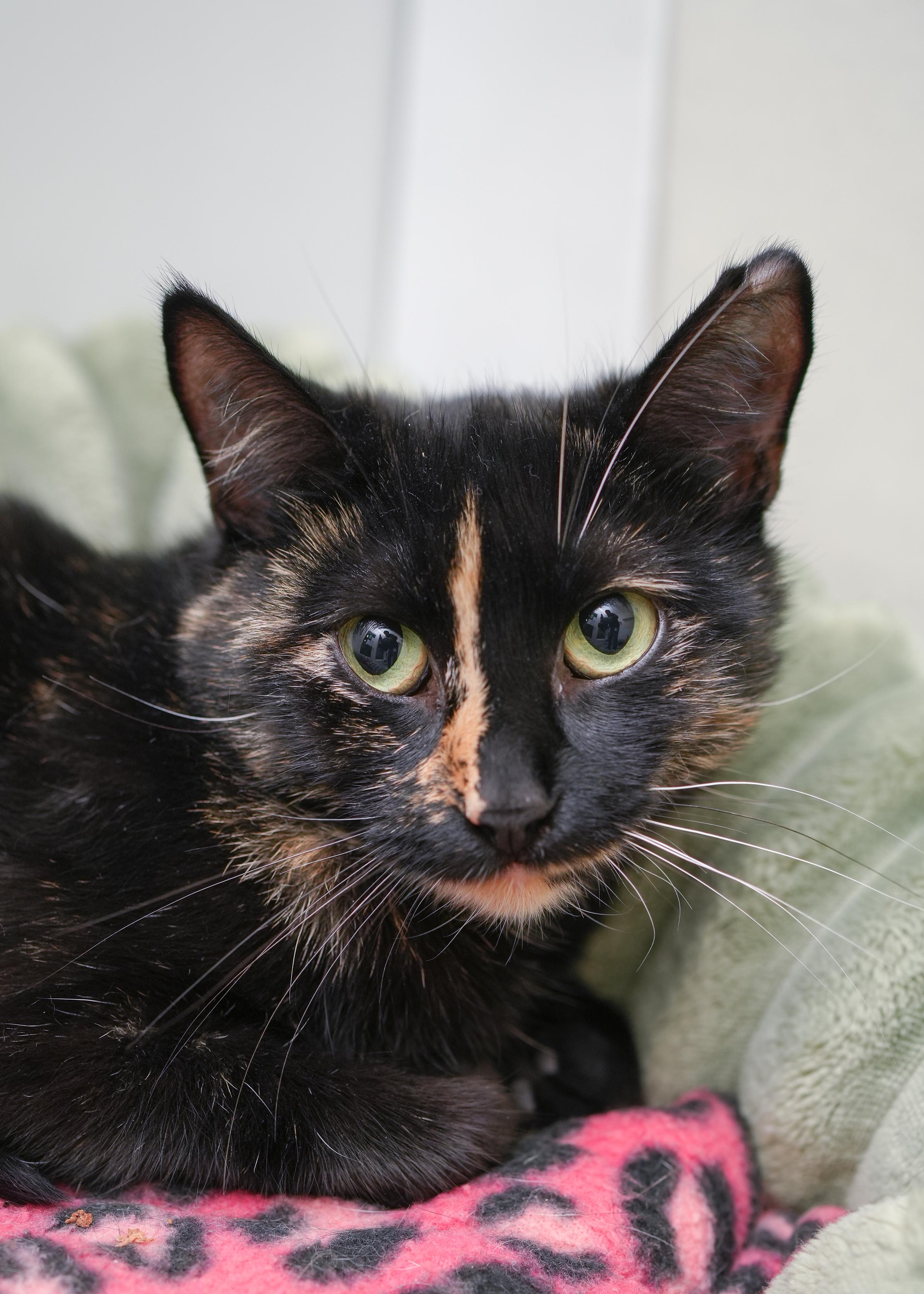 Mayflower, Adoptable, Adult Female Domestic Short Hair.
