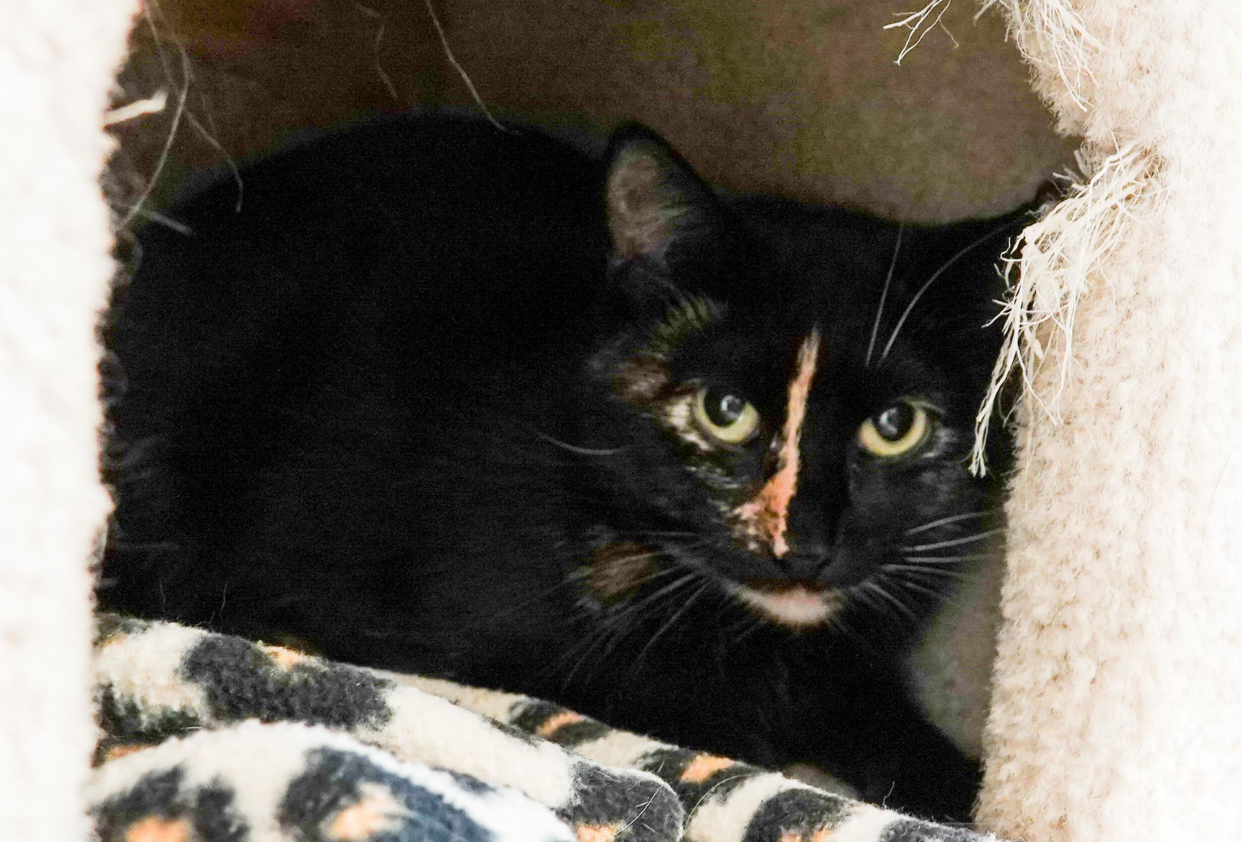 Mayflower, an adoptable Domestic Short Hair in Boise, ID, 83709 | Photo Image 3