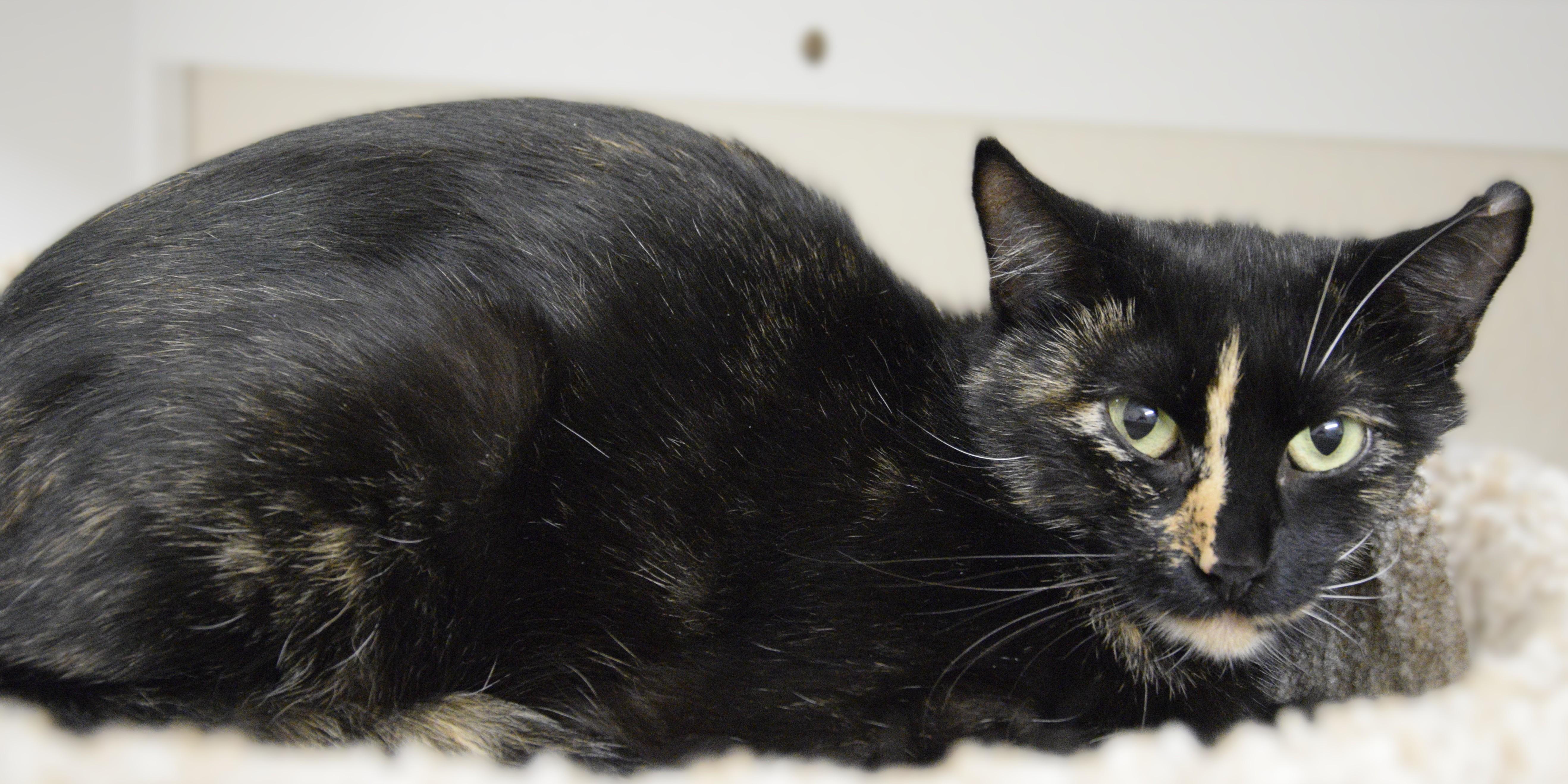Mayflower, an adoptable Domestic Short Hair in Boise, ID, 83709 | Photo Image 2