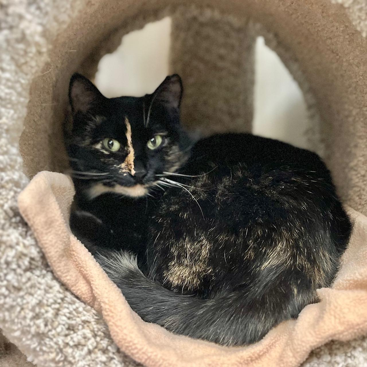 Mayflower, adoptable, Adult Female Domestic Short Hair.