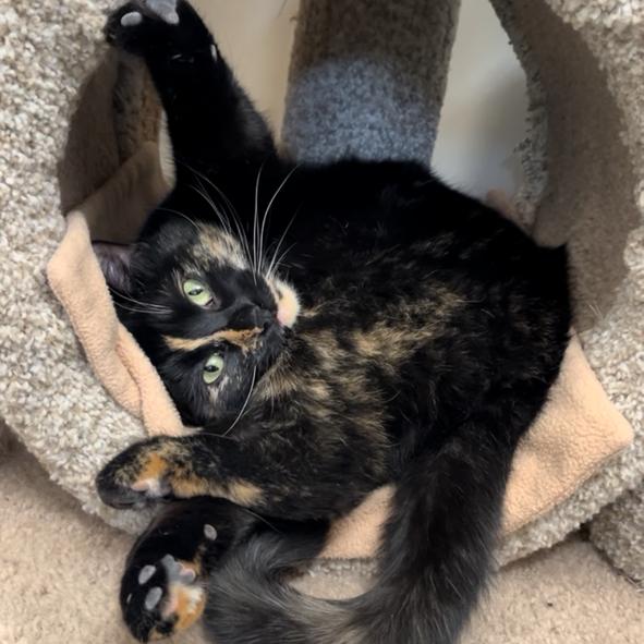 Enlarge Mayflower, an adoptable Domestic Short Hair in Boise, ID image 2/2