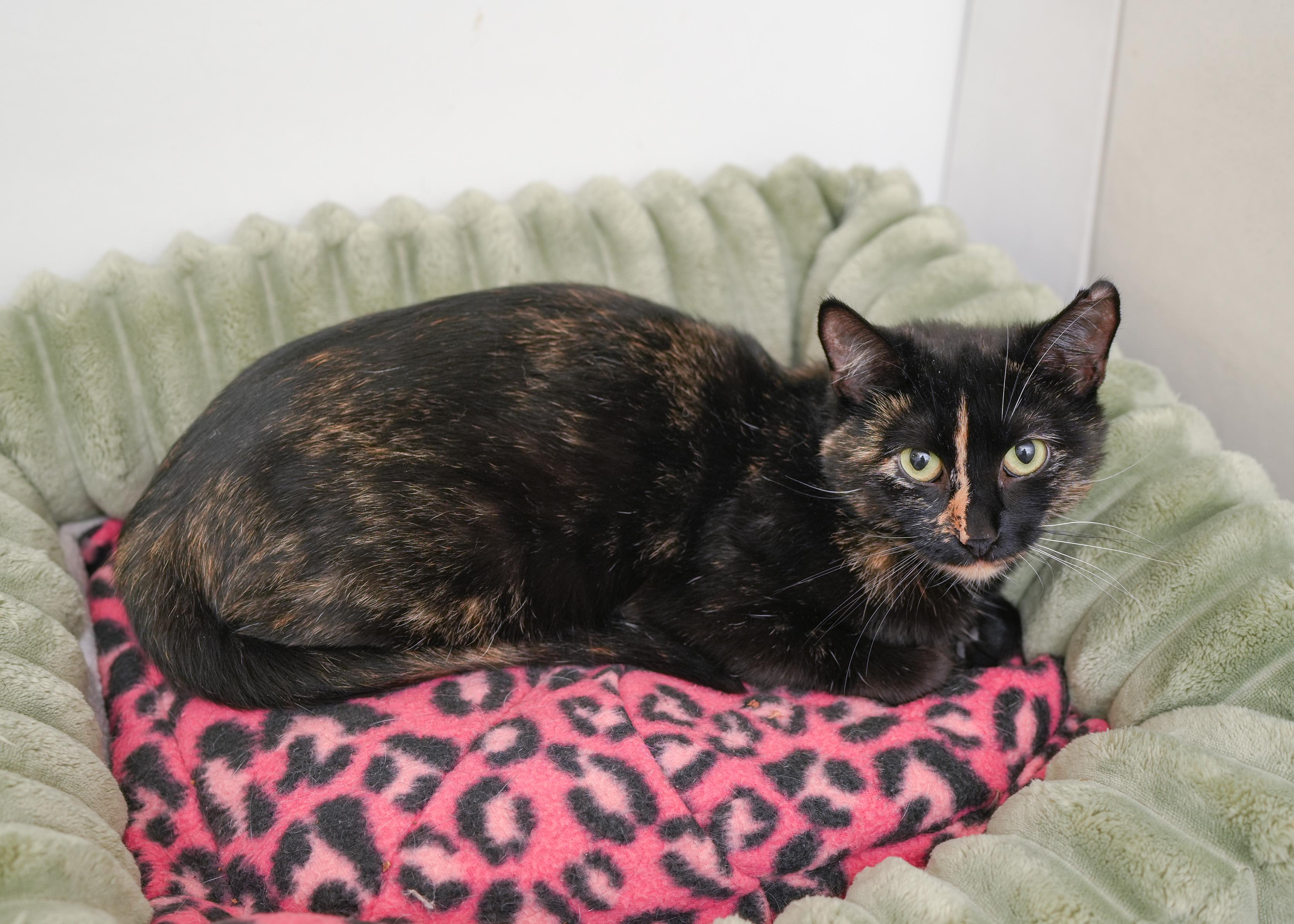 Mayflower, a Adoptable Domestic Short Hair in Boise, ID image 2/2