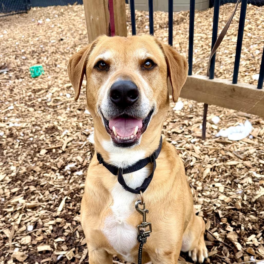 Enlarge Polo - My fee has been sponsored!, a Adoptable mixed breed in Briarcliff Manor, NY image 2/3