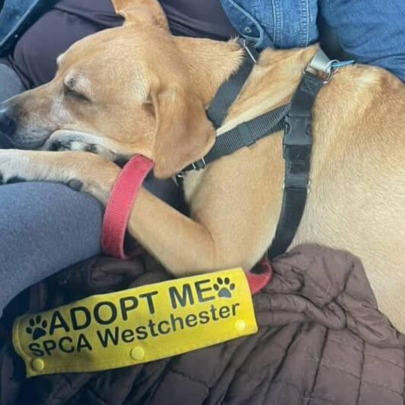 Enlarge Polo - My fee has been sponsored!, a Adoptable mixed breed in Briarcliff Manor, NY image 3/3