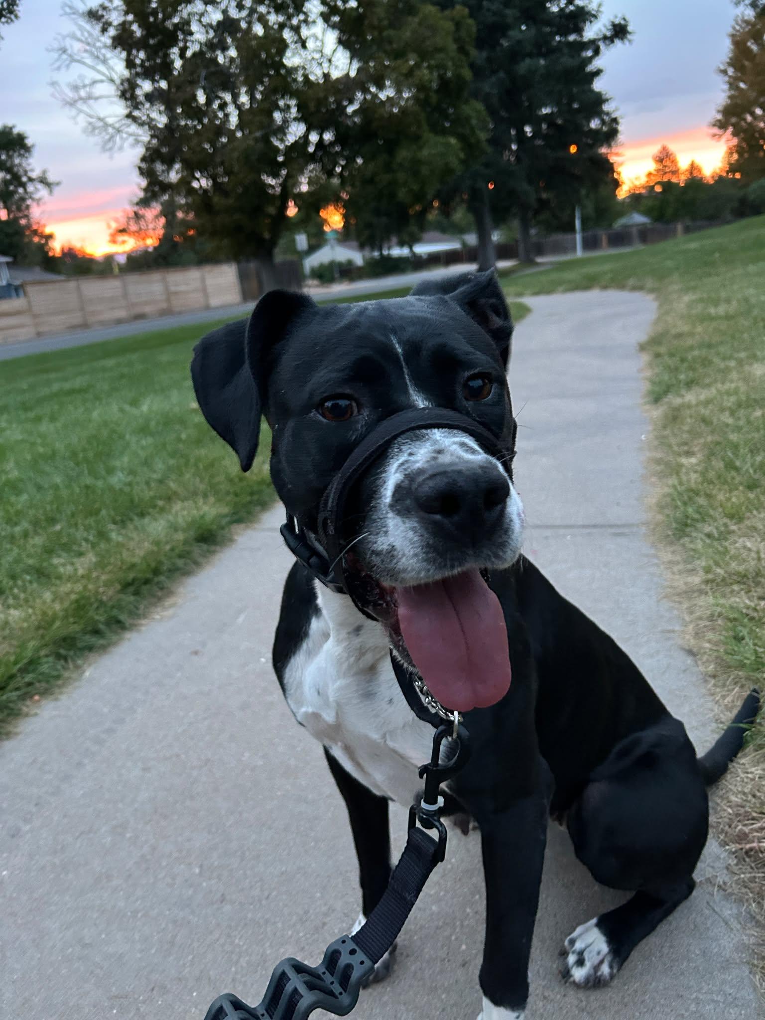 Dori CO, a Adoptable mixed breed in Midway, UT image 3/3