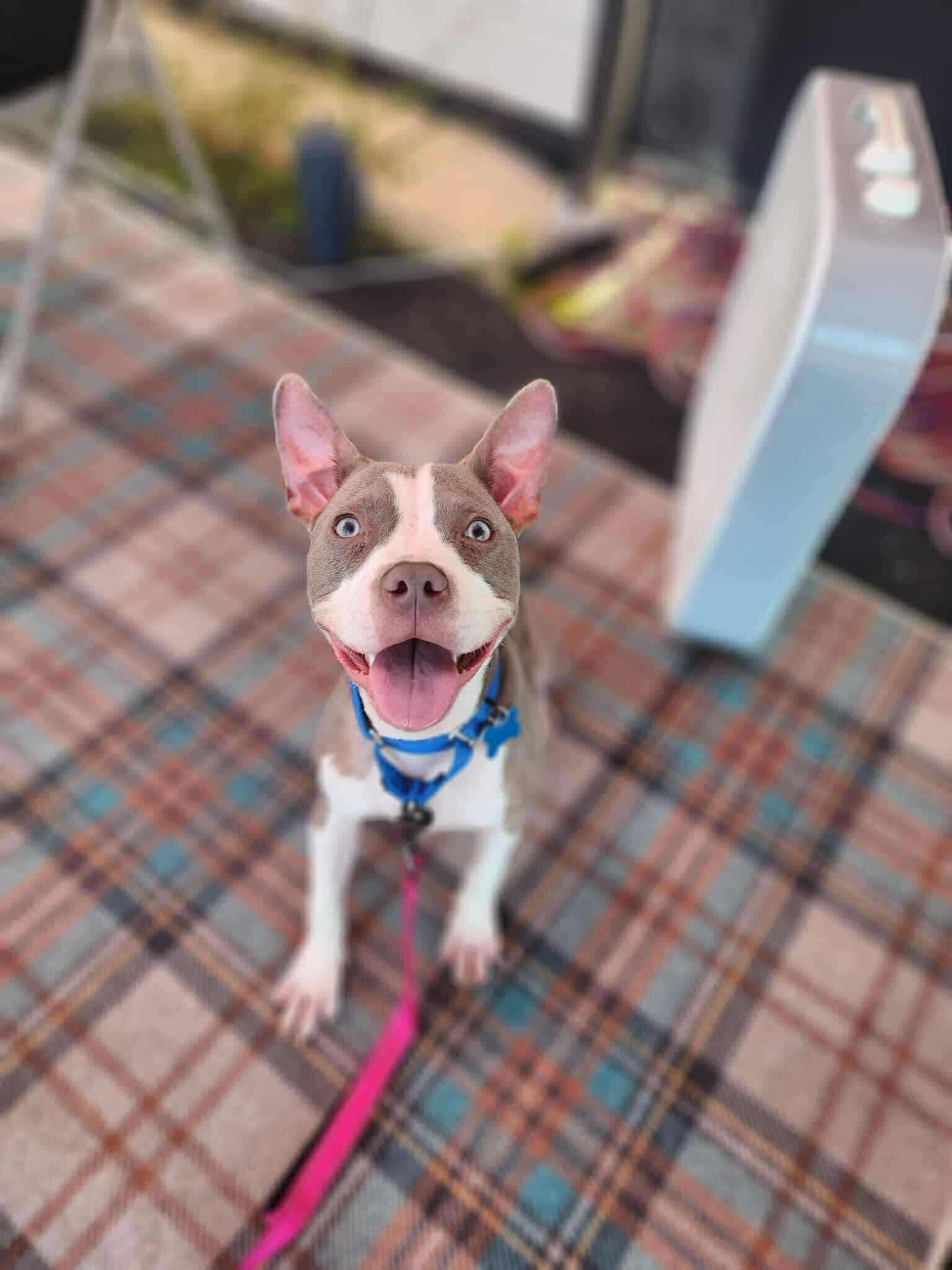 Izzy