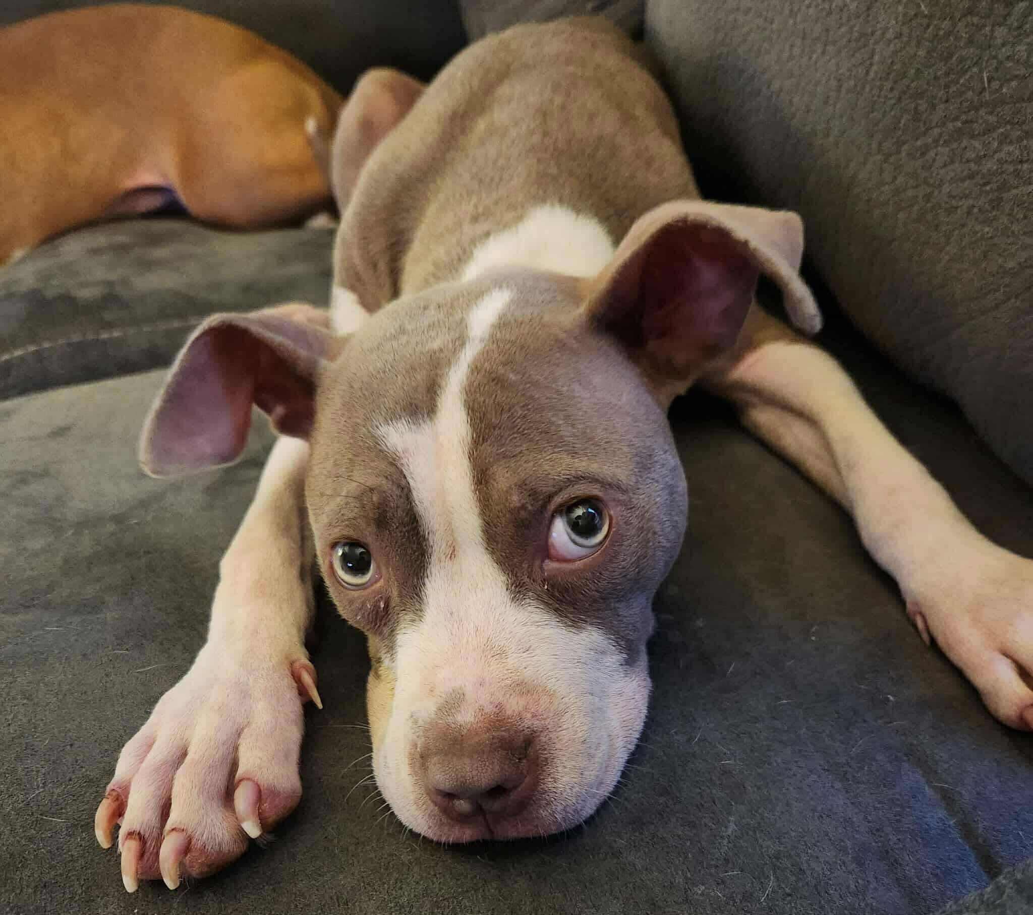 Izzy