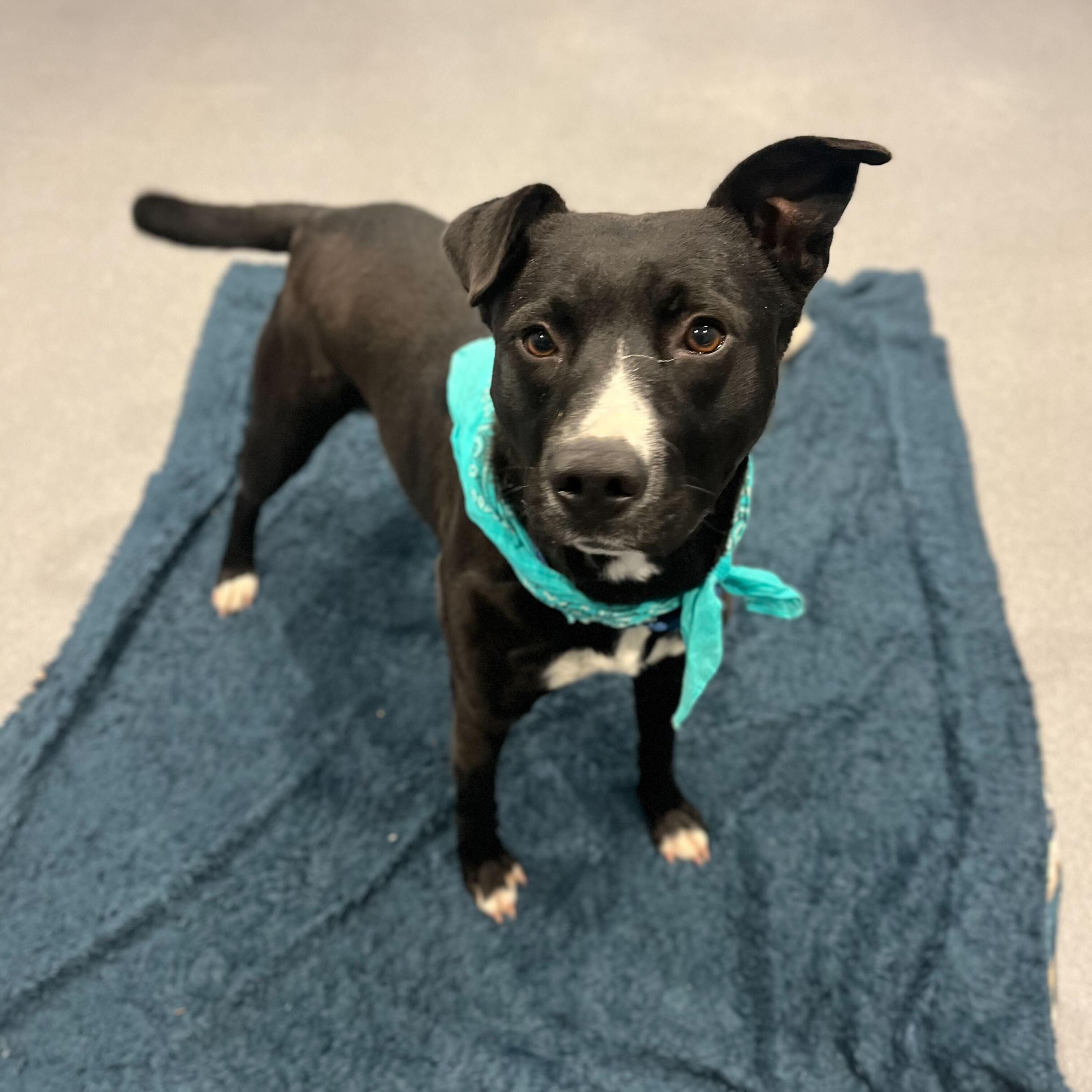 Macy, a ADOPTABLE Mixed Breed in Canal Winchester, OH image 1/3