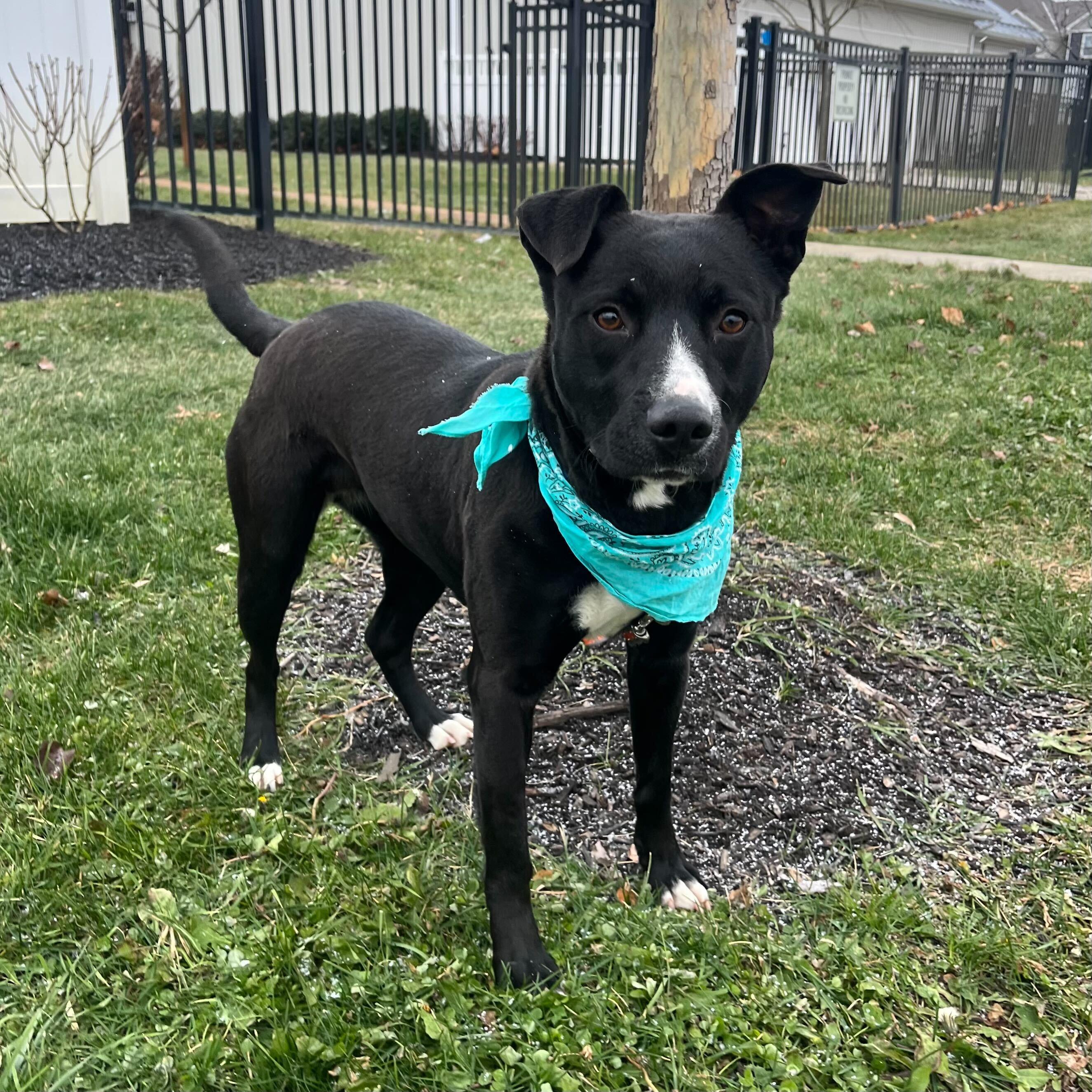 Macy, a ADOPTABLE Mixed Breed in Canal Winchester, OH image 2/3