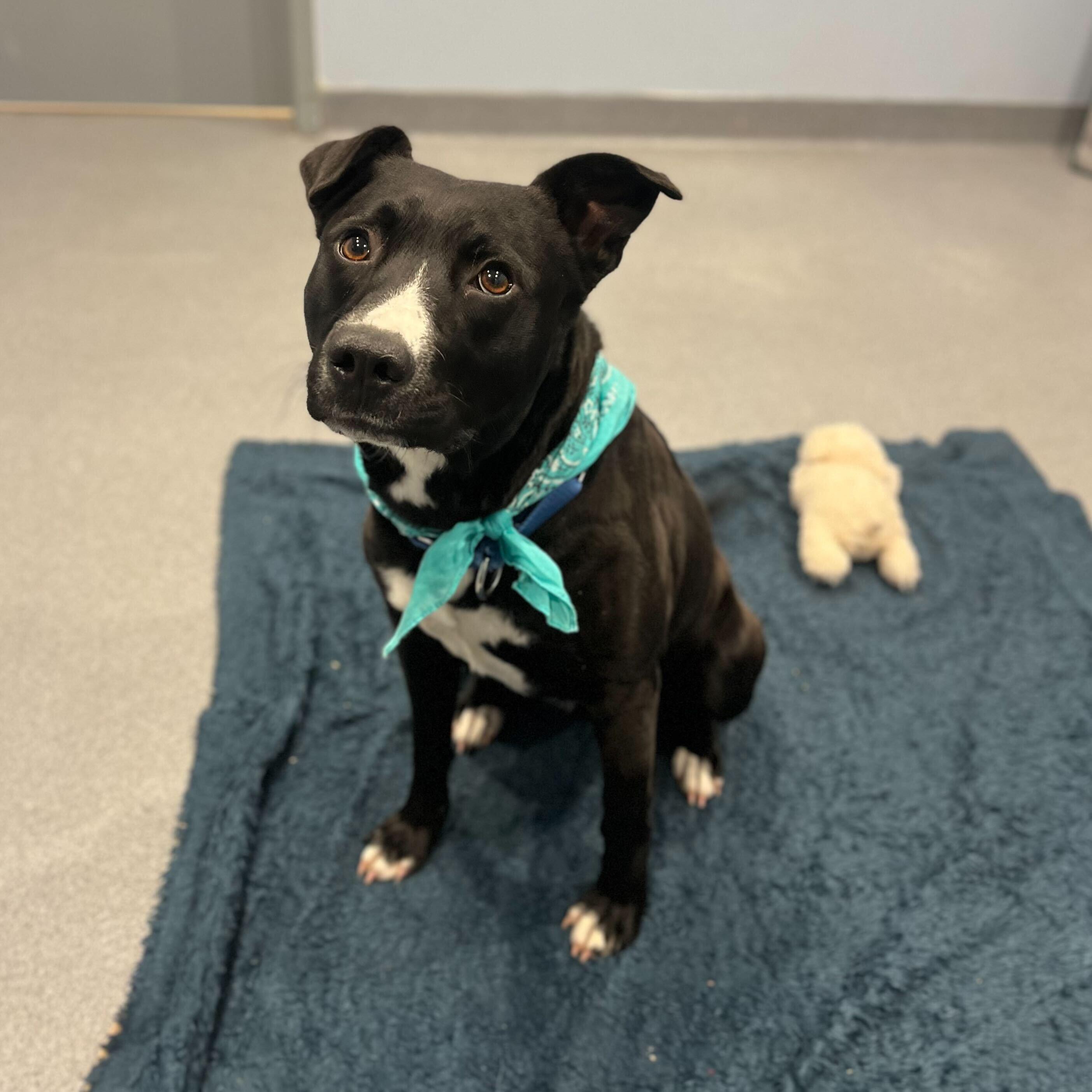 Macy, a ADOPTABLE Mixed Breed in Canal Winchester, OH image 3/3