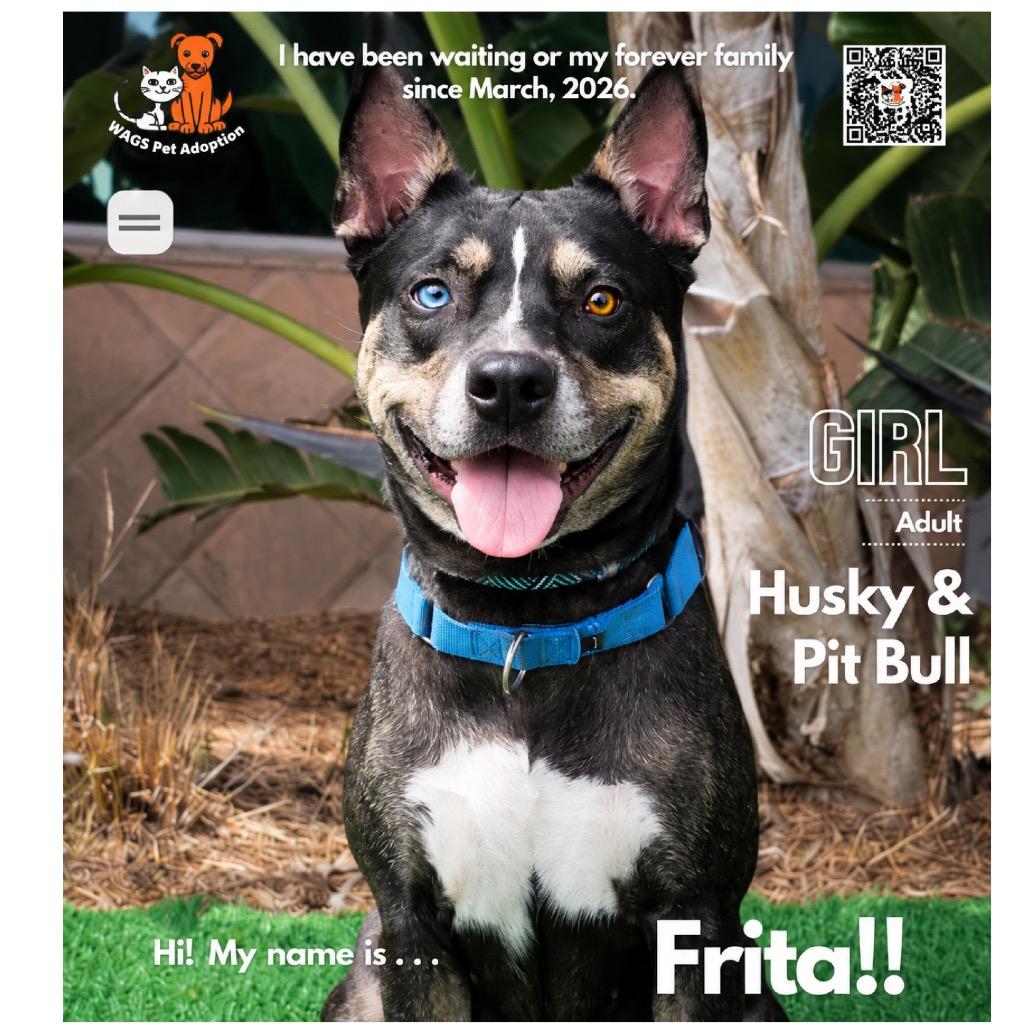 Frita, a Adoptable mixed breed in Westminster, CA image 2/3