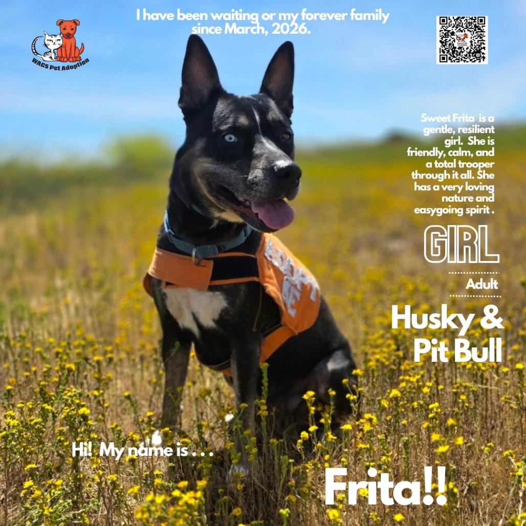 Frita, Adoptable, Adult Female Husky & Pit Bull Terrier.