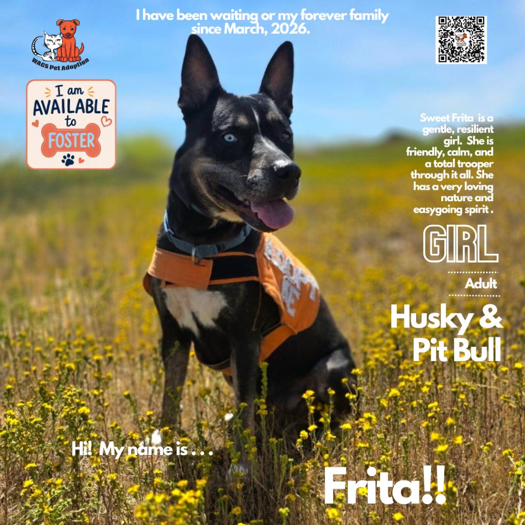Frita, a Adoptable mixed breed in Westminster, CA image 3/3
