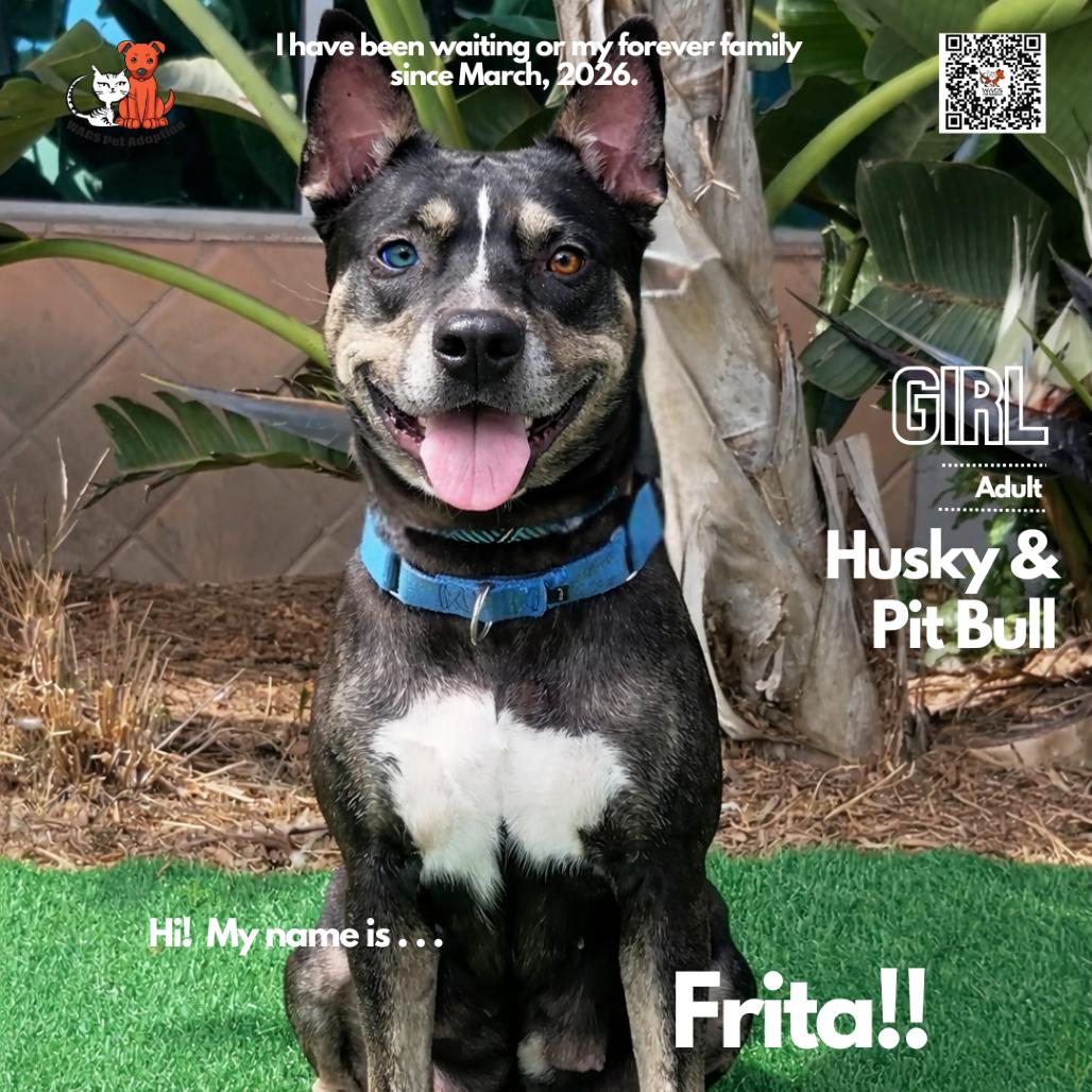 Enlarge Frita, a Adoptable mixed breed in Westminster, CA image 2/2