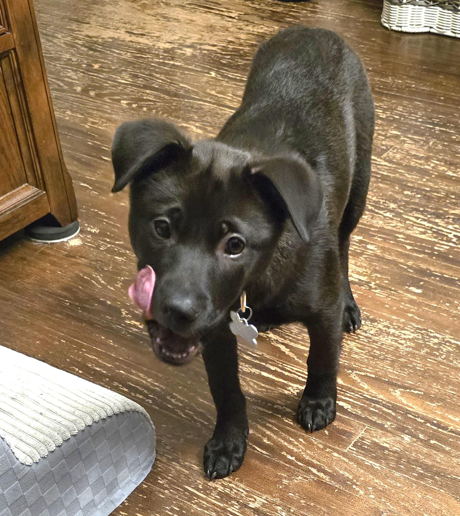 Zoe, an adopted mixed breed in Palatine, IL image 2/4