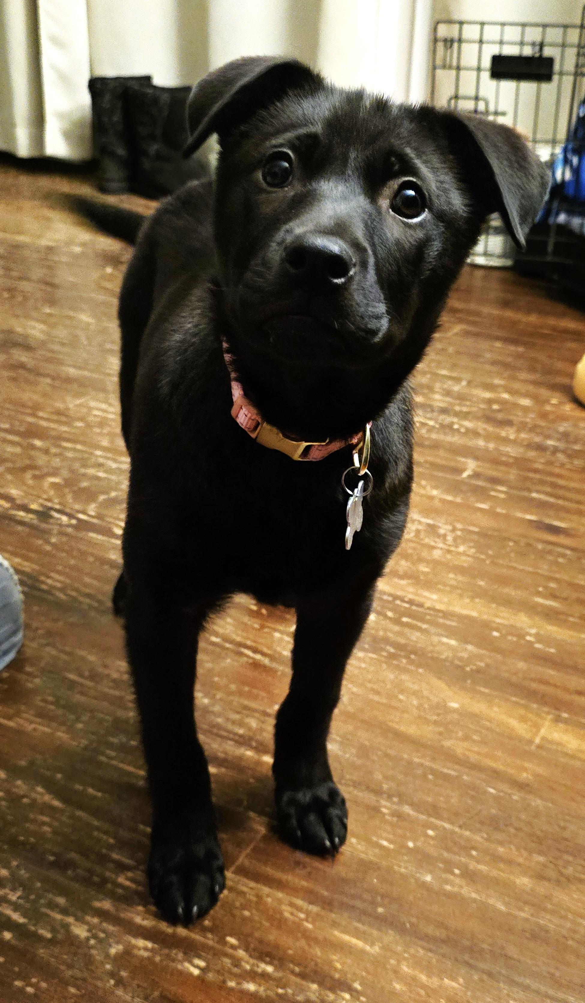 Zoe, an adopted mixed breed in Palatine, IL image 3/4