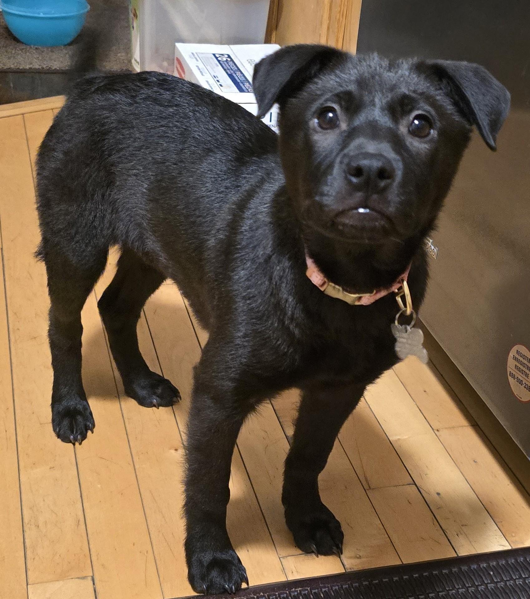 Zoe, adopted, Puppy Female Retriever & Mixed Breed.