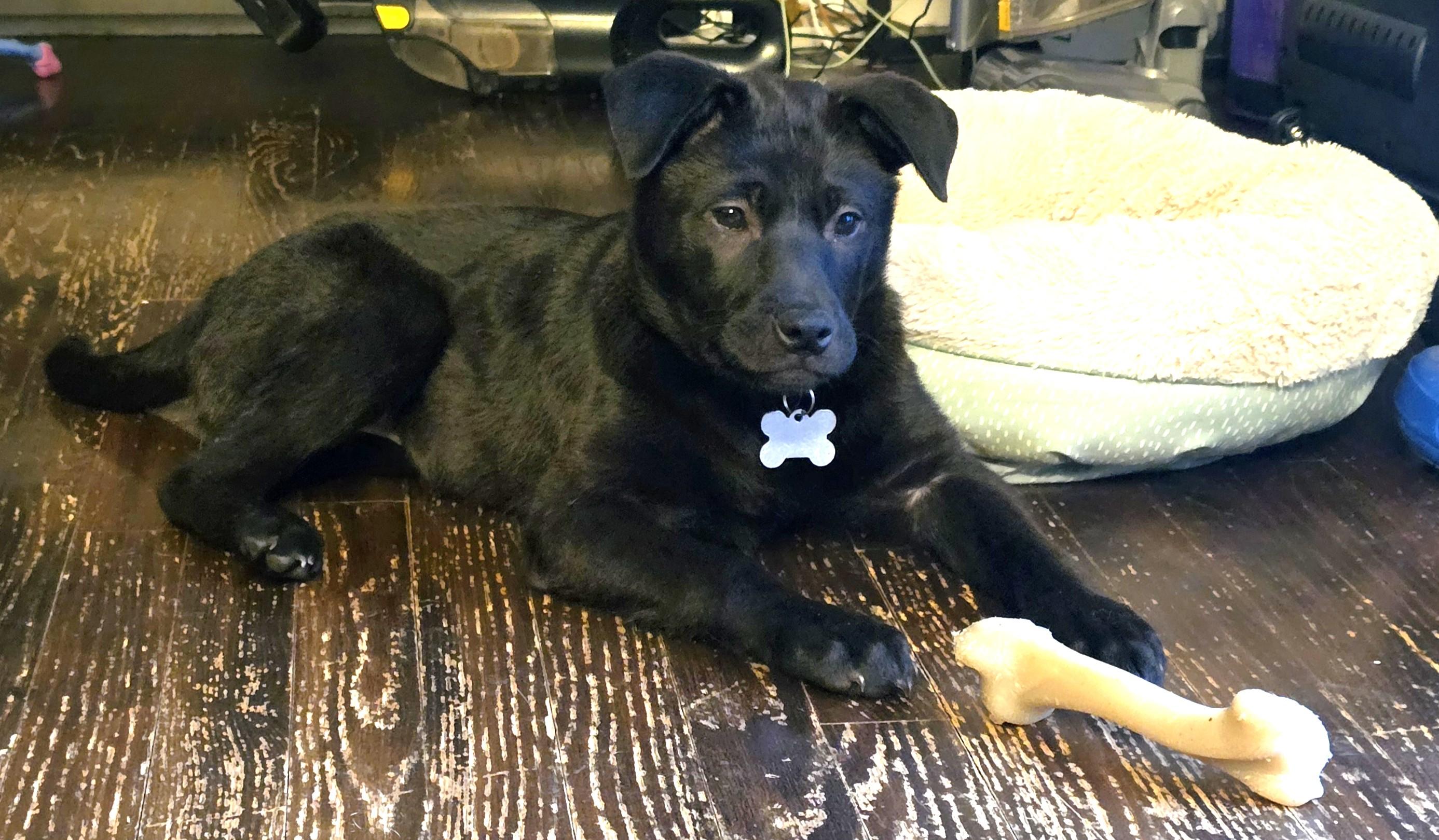 Zoe, an adopted mixed breed in Palatine, IL image 4/4