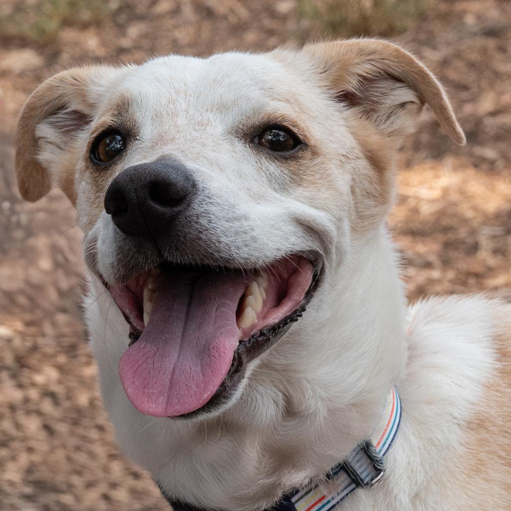 Collin, Adoptable, Adult Male Terrier.