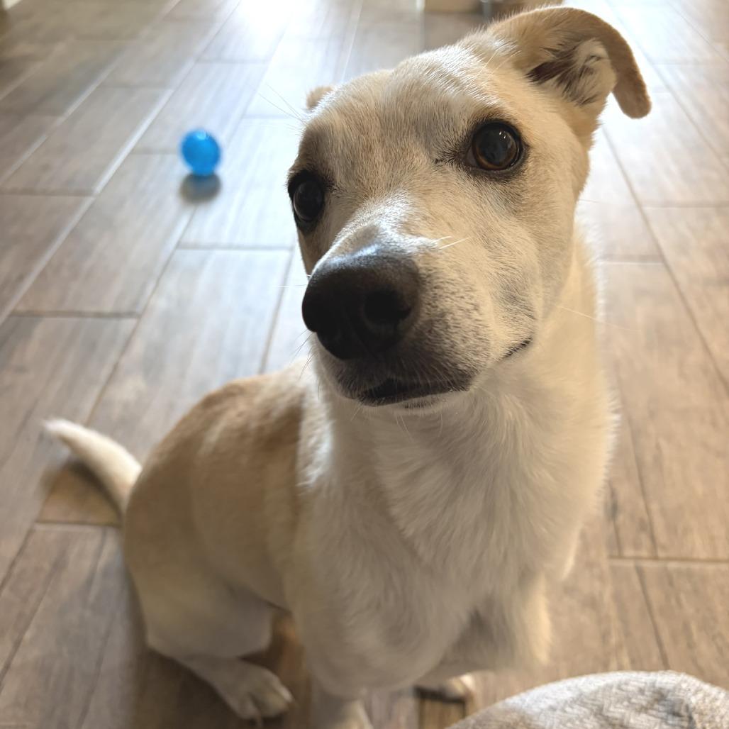 Collin, Adoptable, Adult Male Terrier.