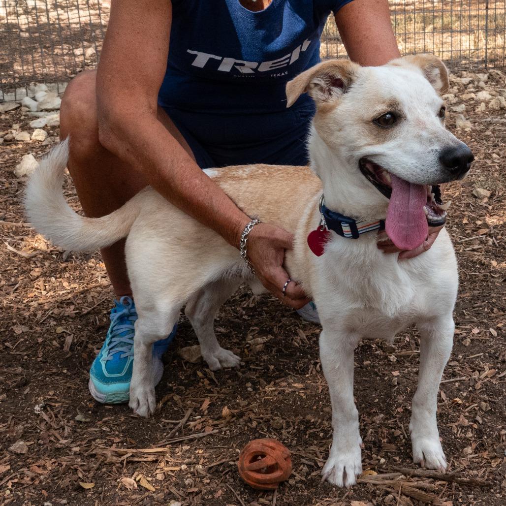 Enlarge Collin, a Adoptable mixed breed in Wimberley, TX image 2/6