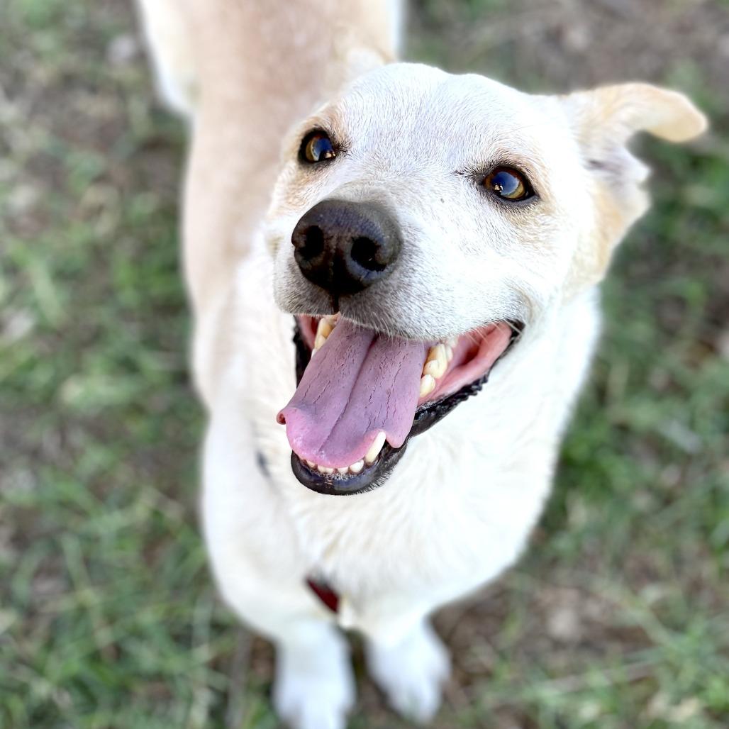Enlarge Collin, a Adoptable mixed breed in Wimberley, TX image 3/6